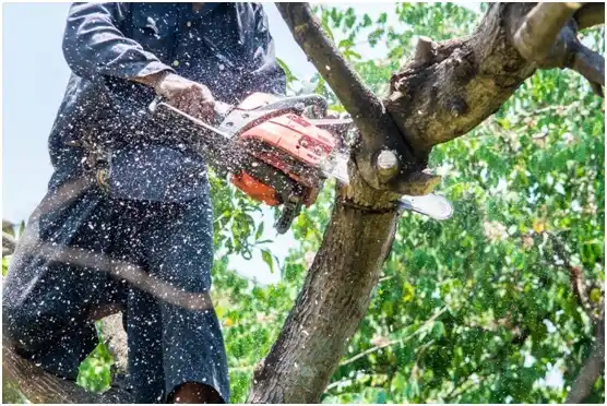 tree services Touchet